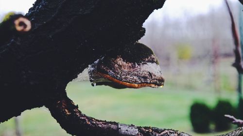 Close-up of a tree