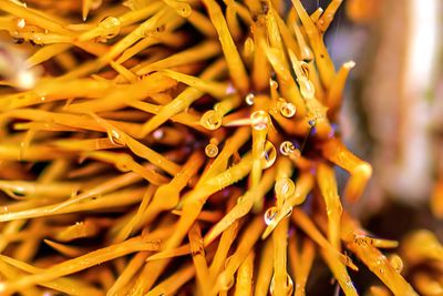 Close-up of wet yellow plant