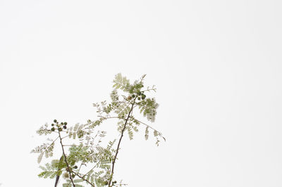 Low angle view of plant against clear sky