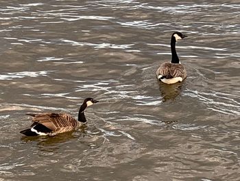 Ducks swimming in lake