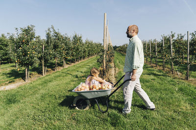 Mature man wheeling wheelbarrow with daughter and apples at orchard