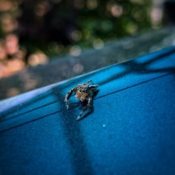 High angle view of bee