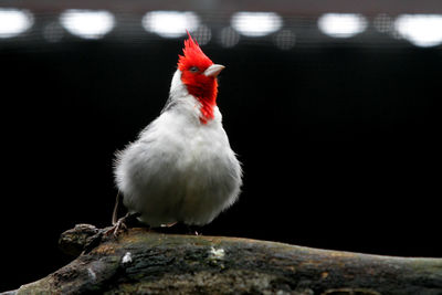 Close-up of rooster