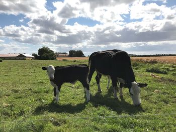 Cows grazing on field against sky