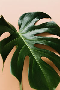 Close-up of leaf over white background