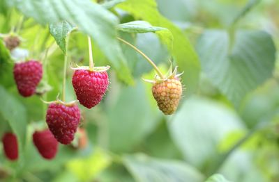 Close-up of strawberry growing on plant