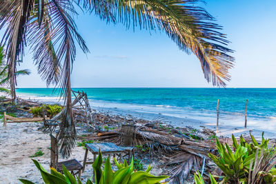 Palm tree on beach against clear blue sky