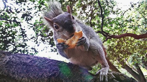 Low angle view of squirrel eating tree