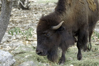 Close-up of sheep on field