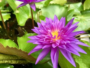 Close-up of pink flower