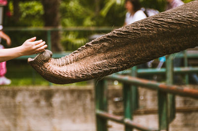 Cropped hand feeding elephant