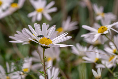 Close-up of insect on white daisy
