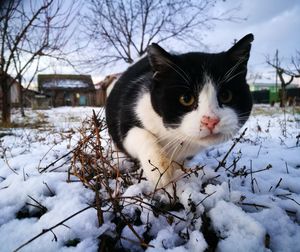 Portrait of cat on snow field against sky