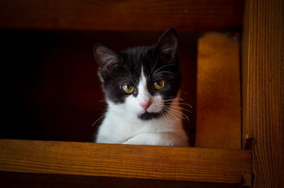 Close-up portrait of a cat