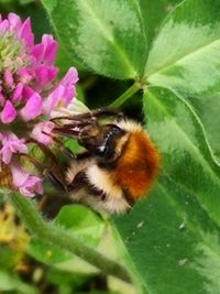 Close-up of bee pollinating on flower