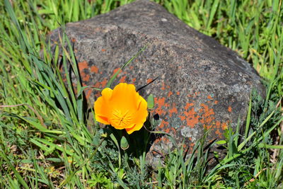 Close-up of yellow flowering plant on land