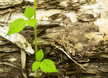Close-up of plant growing on tree trunk