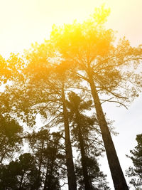 Low angle view of trees against sky during sunset