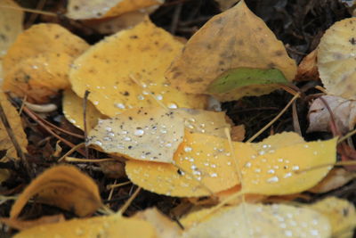 Close-up of leaves in water