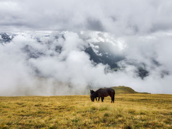 Wild horses in dense fog in autumn on the mountainside