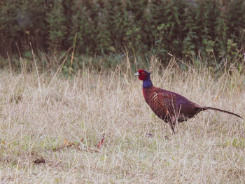 Side view of a bird on field