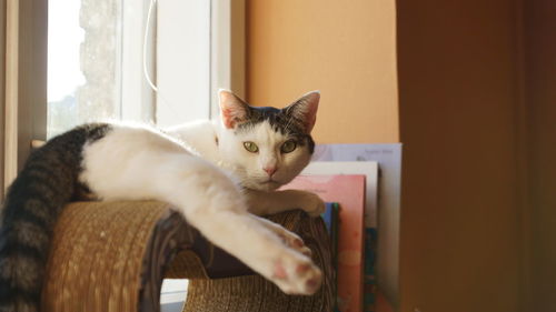 Close-up portrait of cat