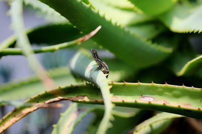 Close-up of insect on plant