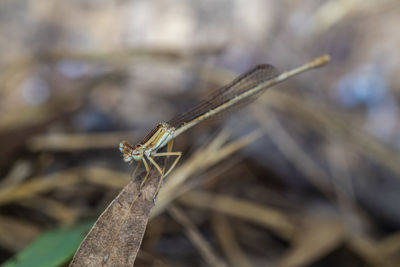 Close-up of dragonfly on wood