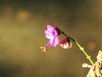 Close-up of pink flowers