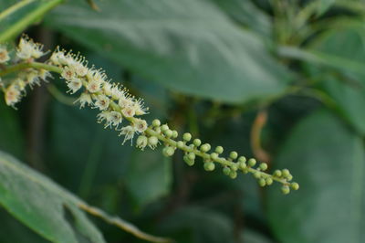 Close-up of fresh green plant