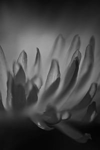 Close-up of plant in black and white photo abstract art