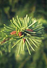 Close up of leaf