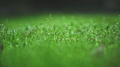 Close-up of raindrops on grass