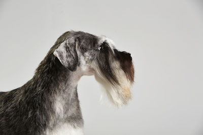 Close-up of dog over white background