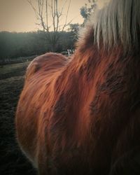 Close-up of horse on field against sky