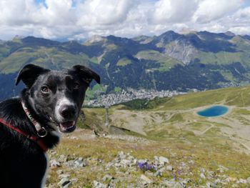 Dog on landscape against mountains