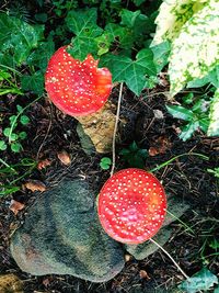 Close-up of fly agaric mushroom