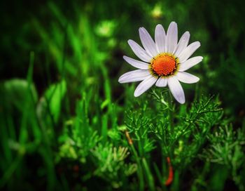 Close-up of white flower growing on field