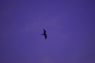 Low angle view of silhouette bird flying against clear sky