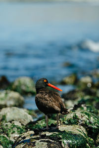 View from behind of a black oystercatcher on a rocky washington shore