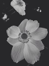 Close-up of pink flower blooming against black background