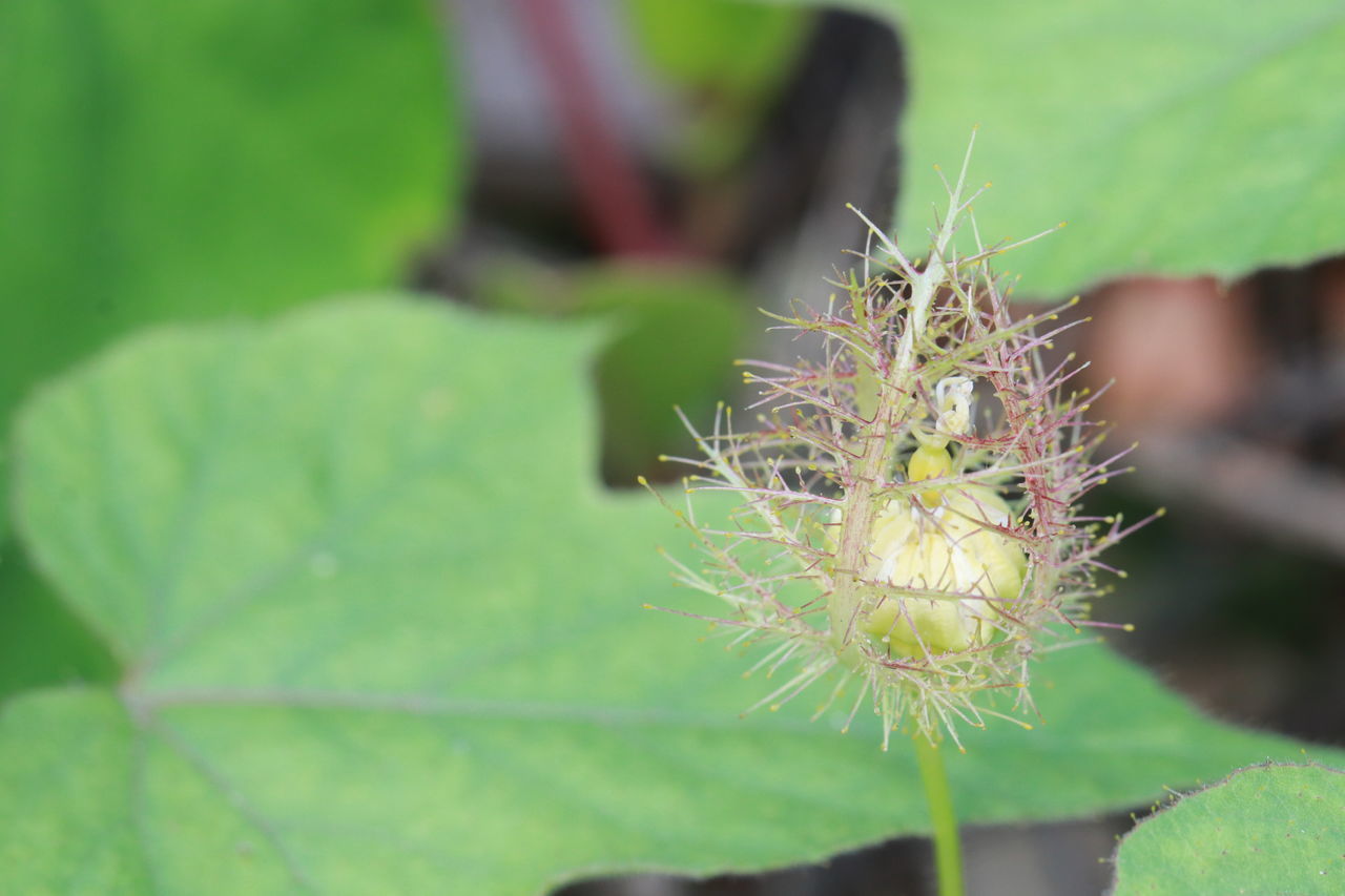 CLOSE-UP OF CACTUS PLANT OUTDOORS