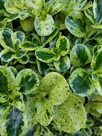 Full frame shot of fresh green plants