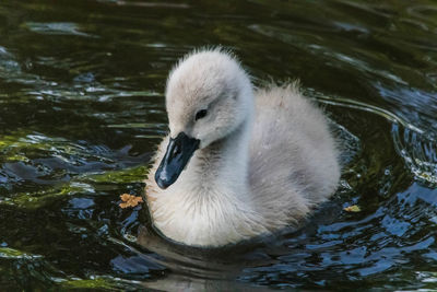 Swan swimming in lake