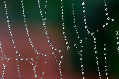 Close-up of water drops on spider web