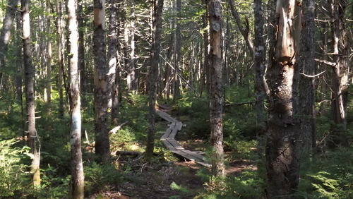 Trees in forest