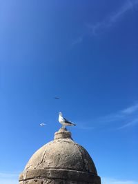 Low angle view of bird perching on dome