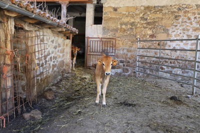 View of two calves in stable.