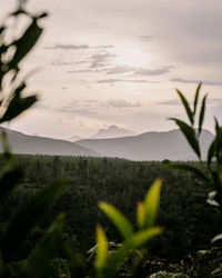 Close-up of plants on land against sky