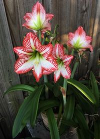 High angle view of red flowering plant